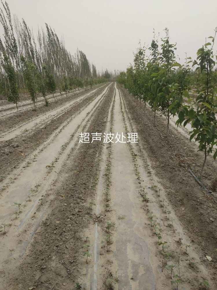 新疆省庫爾勒市棉花種植田間調(diào)查觀摩會(huì)