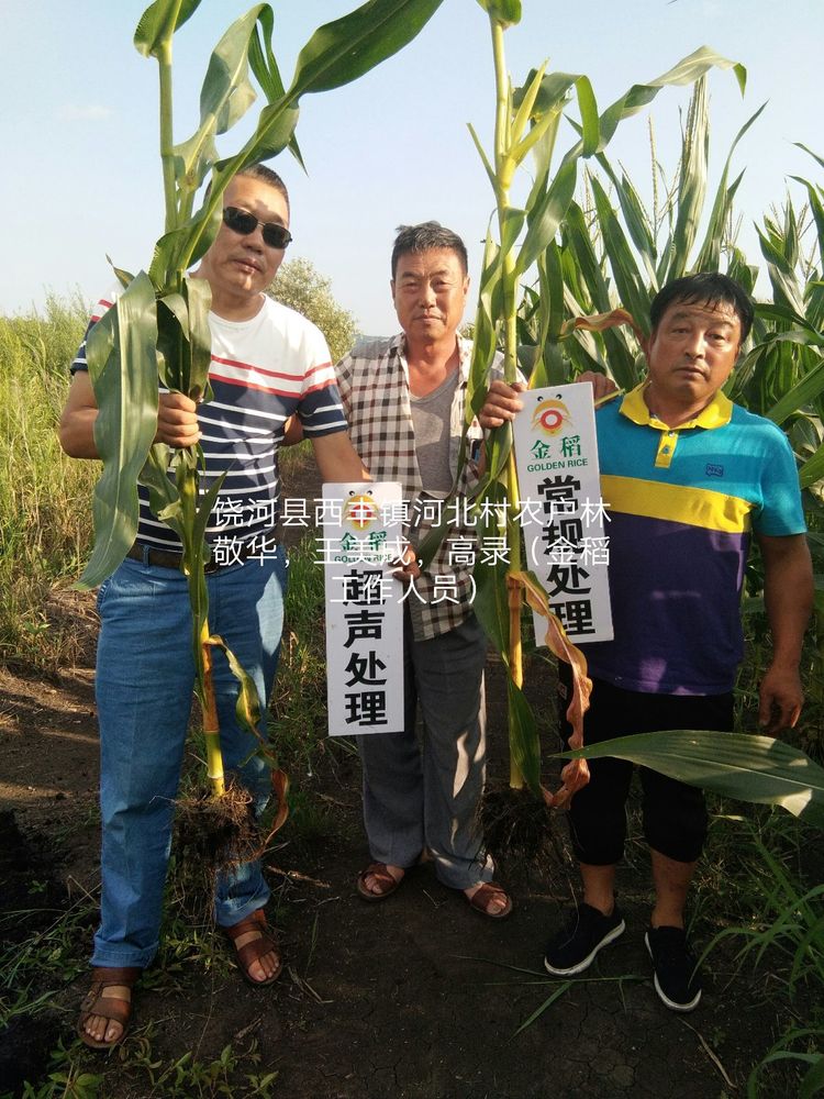 黑龍江雙鴨山市與佳木斯市的超聲波玉米、水稻種植田調(diào)查