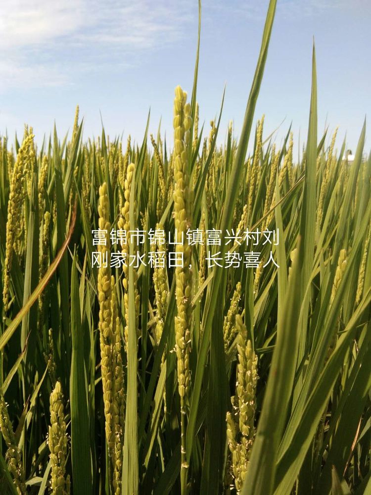 黑龍江雙鴨山市與佳木斯市的超聲波玉米、水稻種植田調(diào)查