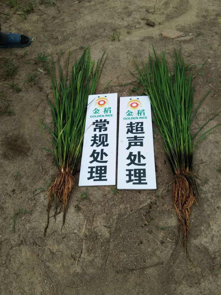 黑龍江雙鴨山市與佳木斯市的超聲波玉米、水稻種植田調(diào)查