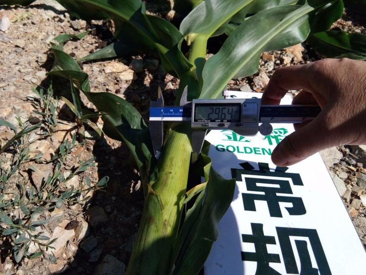 黑龍江雙鴨山市與佳木斯市的超聲波玉米、水稻種植田調(diào)查