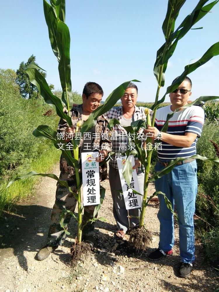 黑龍江雙鴨山市與佳木斯市的超聲波玉米、水稻種植田調(diào)查