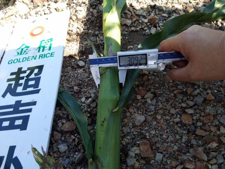 黑龍江雙鴨山市與佳木斯市的超聲波玉米、水稻種植田調(diào)查