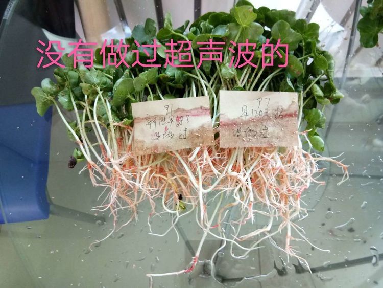 新疆省庫爾勒市棉花種植田間調(diào)查觀摩會(huì)