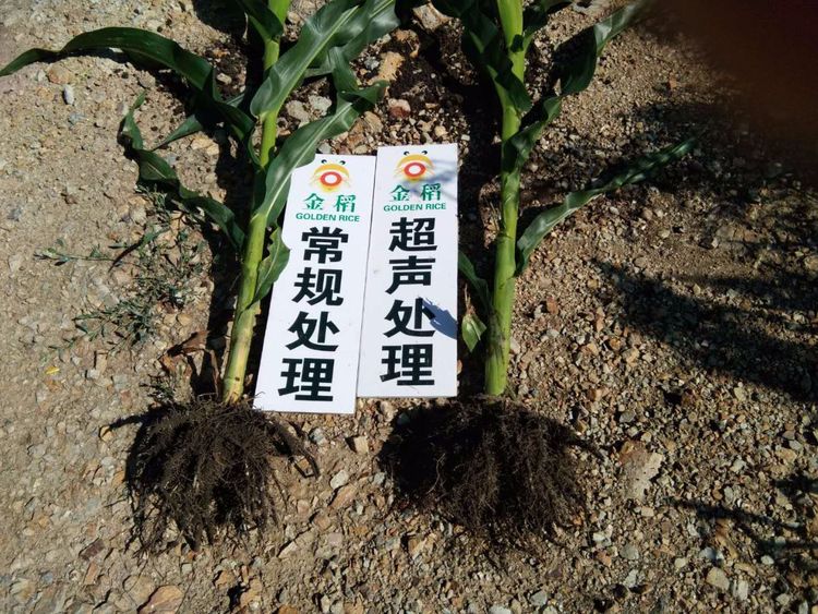 黑龍江雙鴨山市與佳木斯市的超聲波玉米、水稻種植田調(diào)查