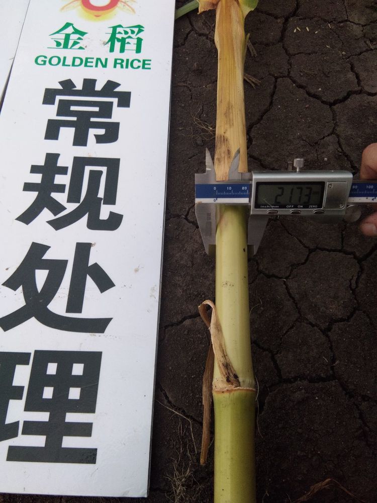 黑龍江雙鴨山市與佳木斯市的超聲波玉米、水稻種植田調(diào)查