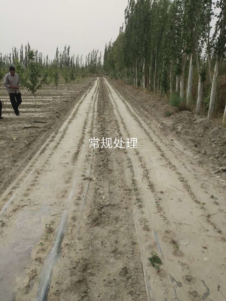 新疆省庫爾勒市棉花種植田間調(diào)查觀摩會(huì)