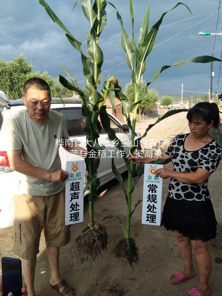 黑龍江雙鴨山市與佳木斯市的超聲波玉米、水稻種植田調(diào)查