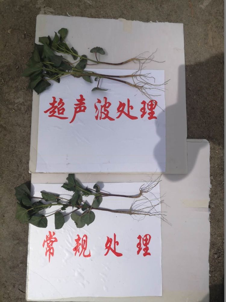 新疆省庫爾勒市棉花種植田間調(diào)查觀摩會(huì)